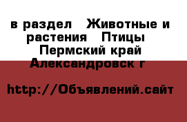  в раздел : Животные и растения » Птицы . Пермский край,Александровск г.